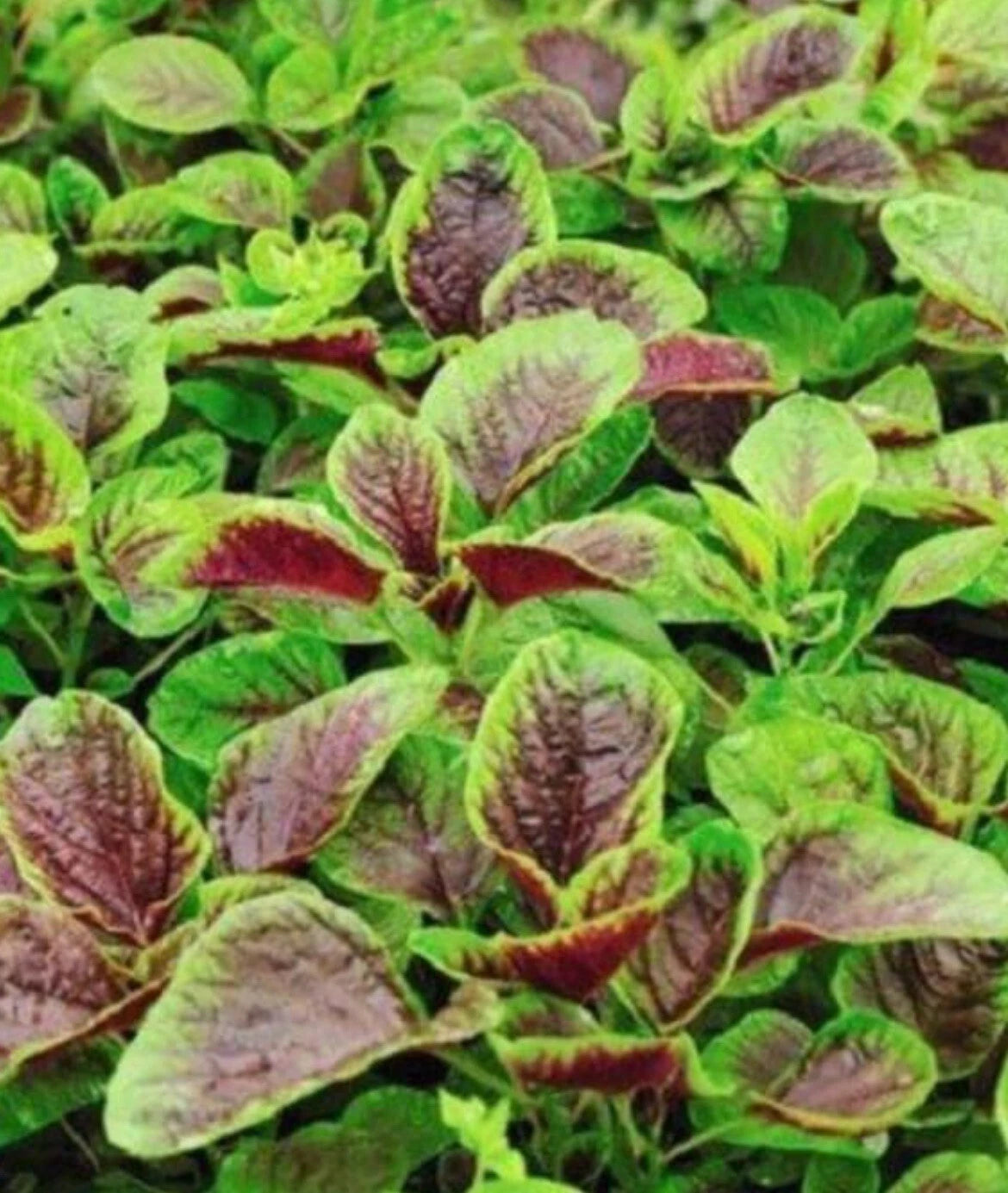 Amaranth Seeds - 1000 Seeds Red Beauty Red Stripe Leaf Chinese Spinach Yin Cho Callaloo - Heirloom Gardening