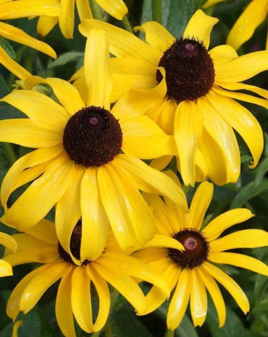 Black Eyed Susan Seeds - GOLDILOCKS Variety - Non-GMO - 10,000 Double Bloom Seeds - Rudbeckia