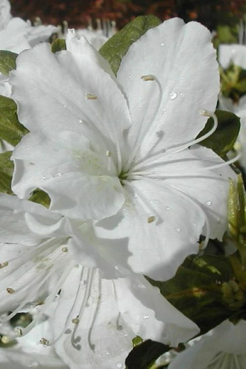 Azalea Starter Plant - Delaware Valley White - Deciduous - Rhododendron - Pure White