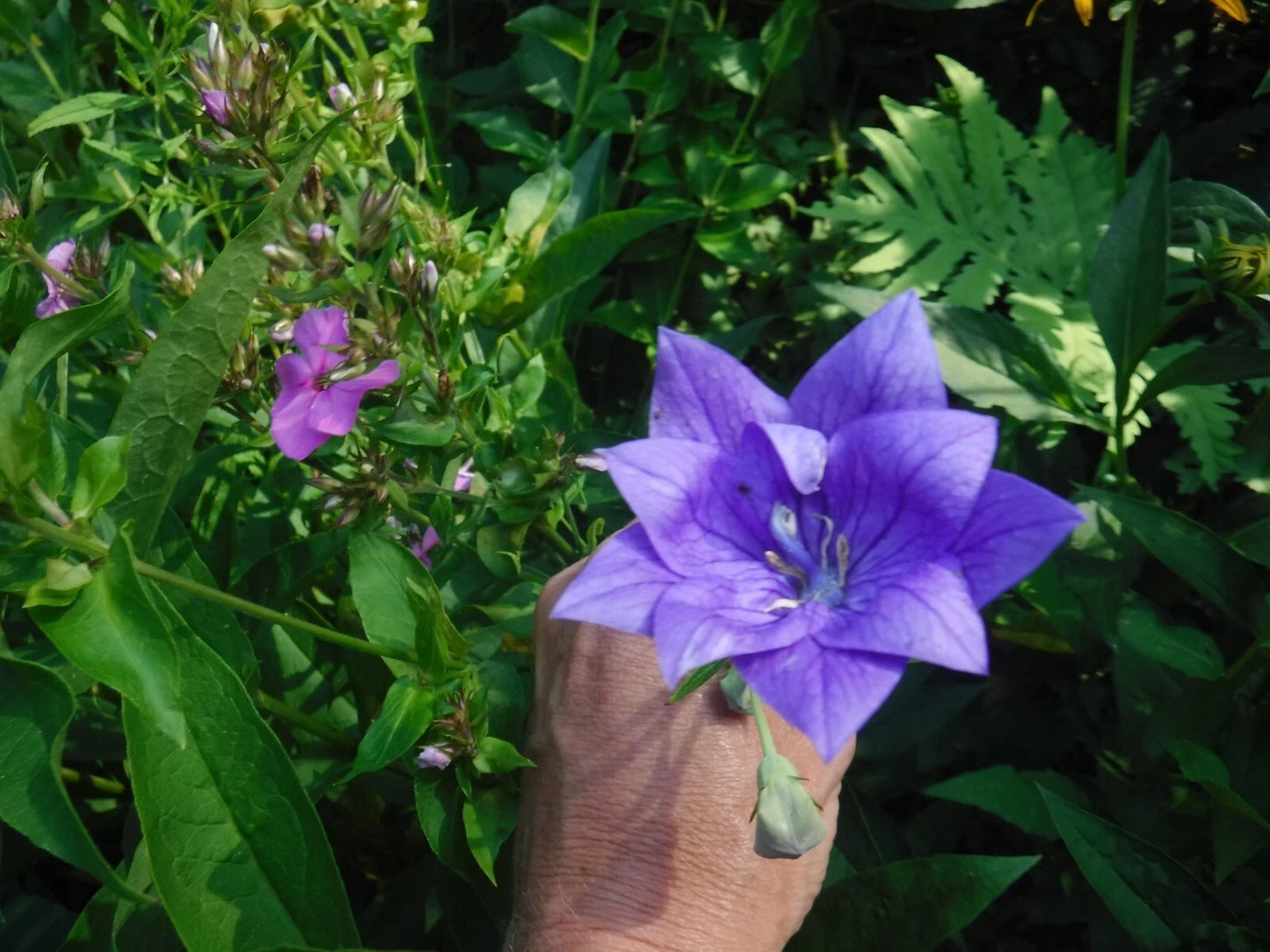 Balloon Flower Seeds Mix - 35+ Perennial Seeds - Platycodon grandiflorus