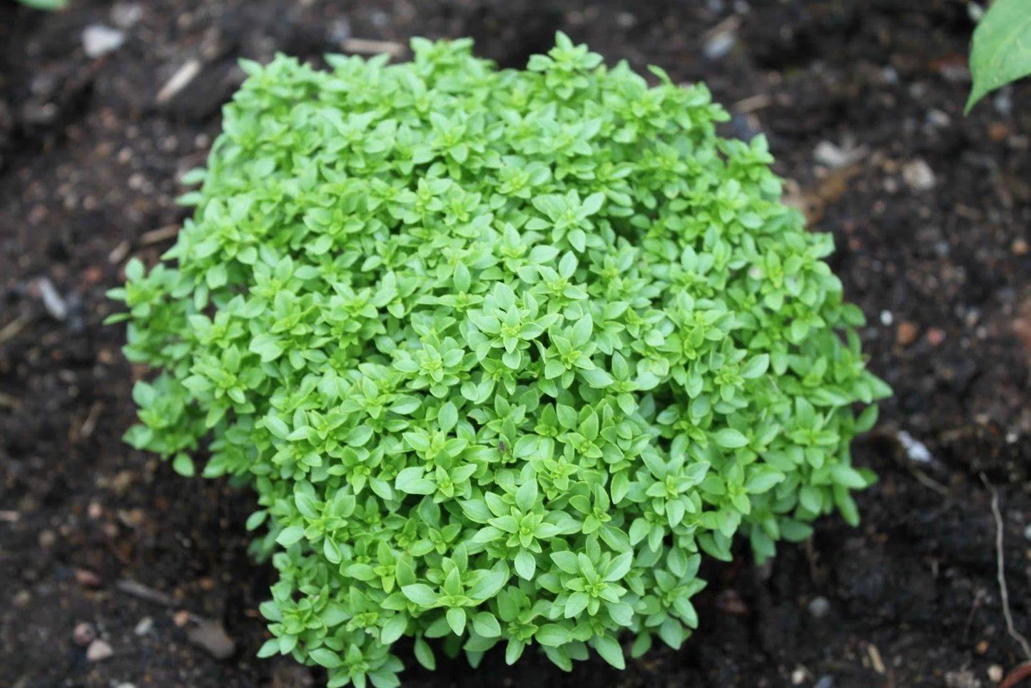 Spicy Globe Basil Seeds - 100 Count Packet - Attractive Globe Shape - Culinary Herb (Ocimum basilicum)