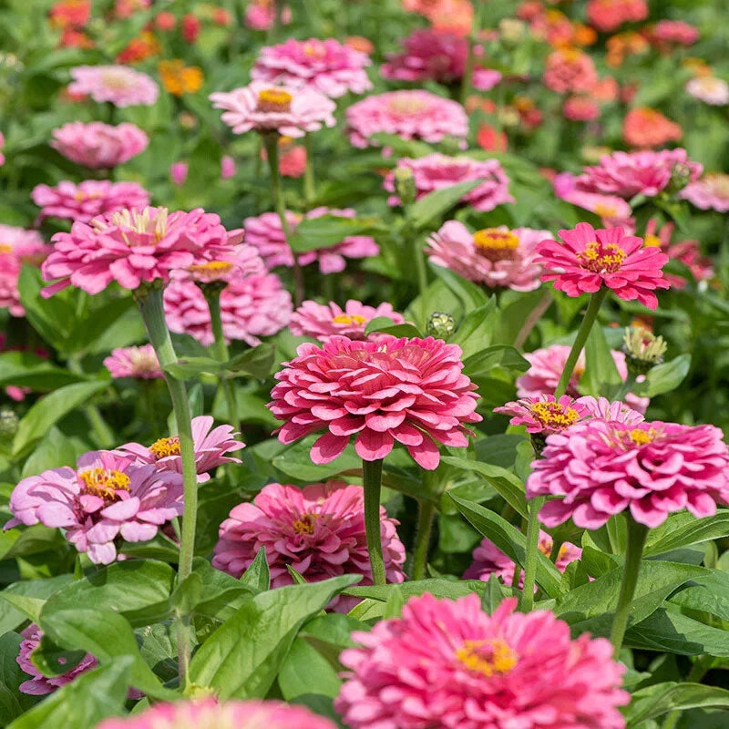 Illumination Zinnia Seeds - 100+ Pack for Garden Planting - Colorful Annual Flowers (Zinnia elegans) - USA