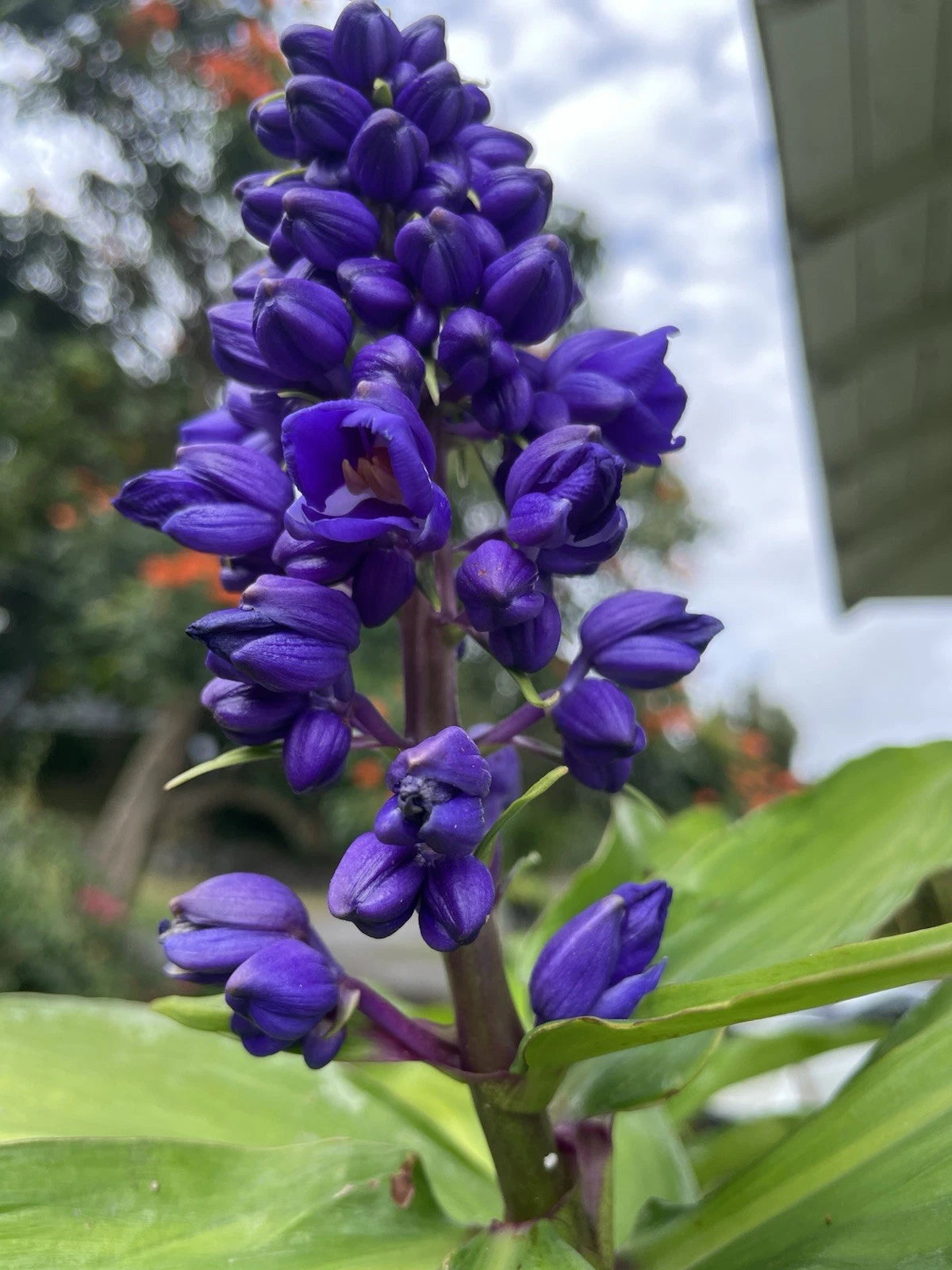 Blue Ginger Plant Cuttings - 8 Count - Hawaii Grown Dichorisandra Thyrsiflora - Tropical Ornamental Plant