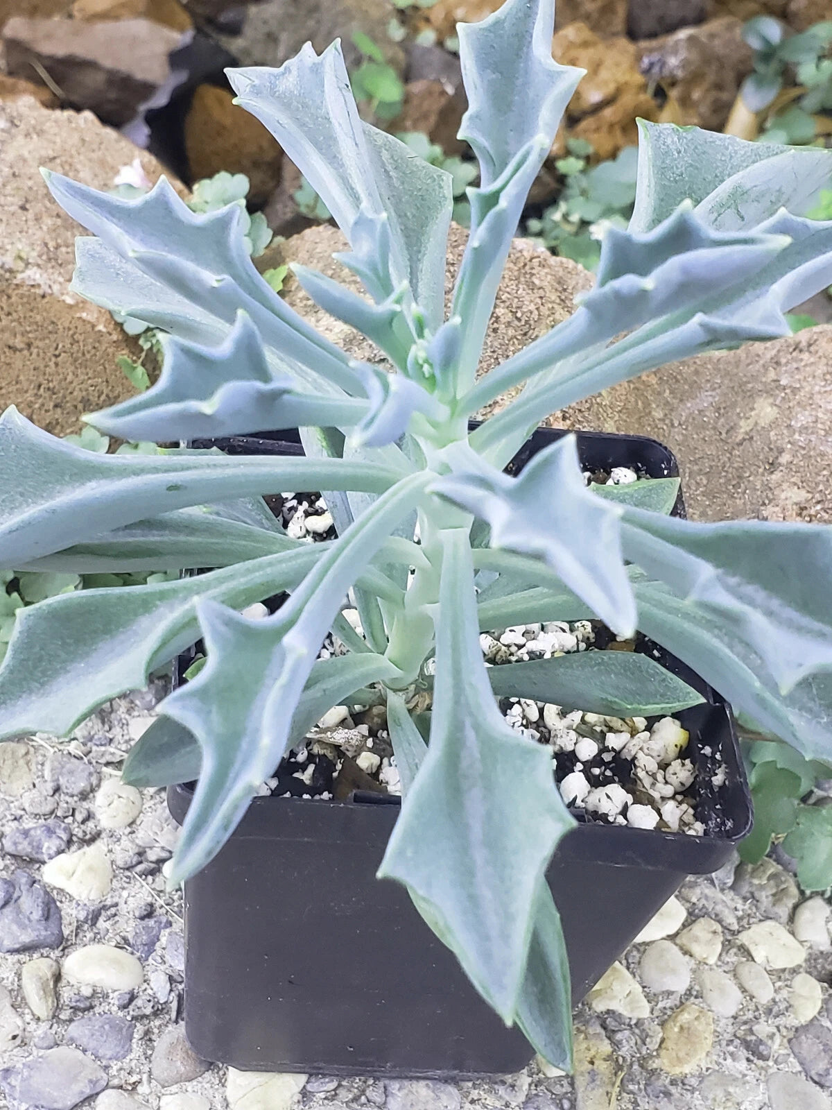 spear head succulent Spear Head Plant - 4" Potted - Senecio Kleiniiformis