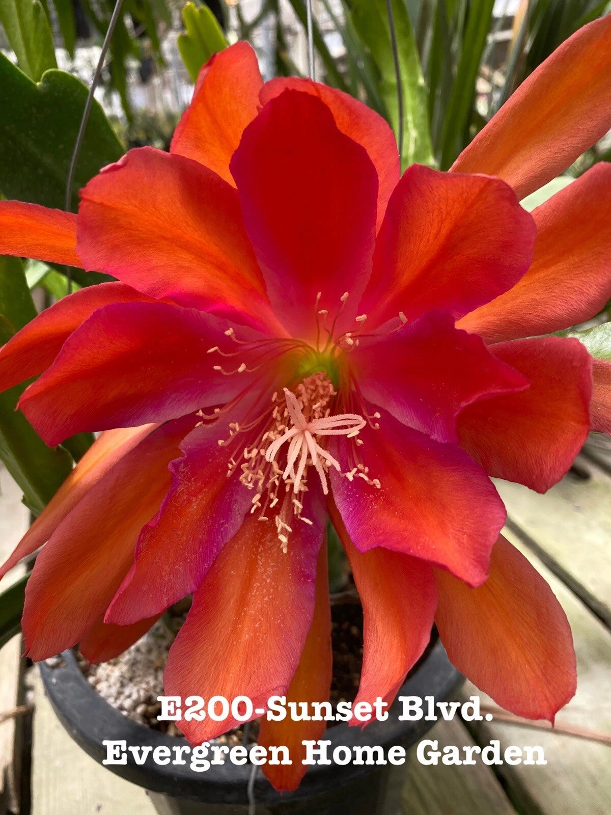 succulent orchid cactus Rooted Epiphyllum Hybrid Orchid Cactus Plant “Sunset Blvd.” in 4” Starter Pot