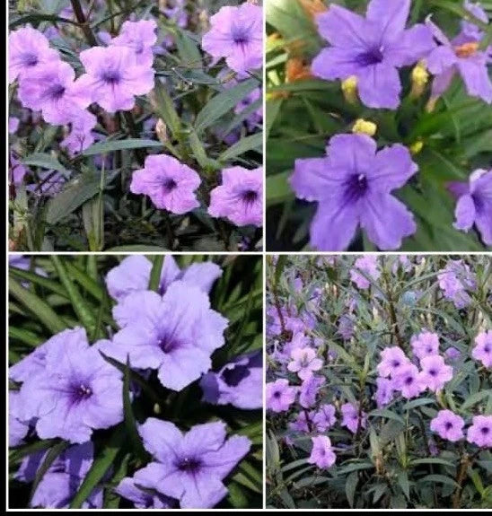 Purple Mexican Petunia Live Plants - 5 Plugs - 5-7" Tall - Ruellia Simplex