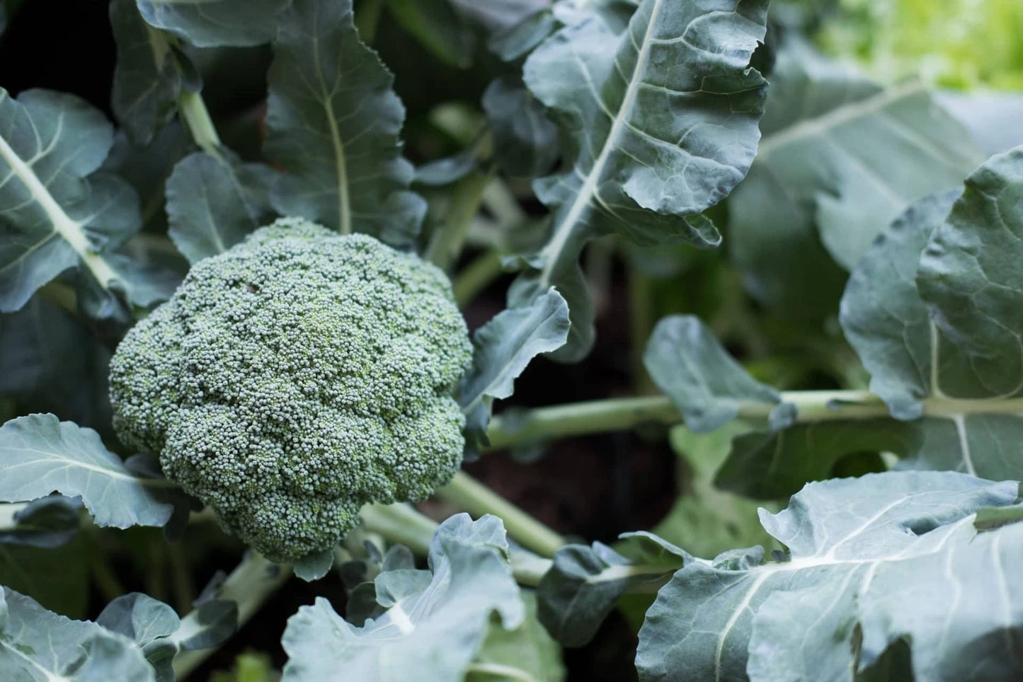 Broccoli Seeds 100 Count - Tasty GL Variety - Brassica oleracea - Non-GMO Vegetable Garden Planting
