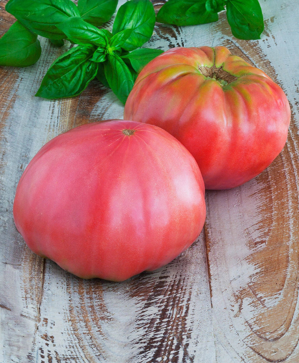 Brandywine Pink Tomato Seeds - 30 Heirloom Seeds for Large Slicing - Potato Leaved Variety - Solanum lycopersicum