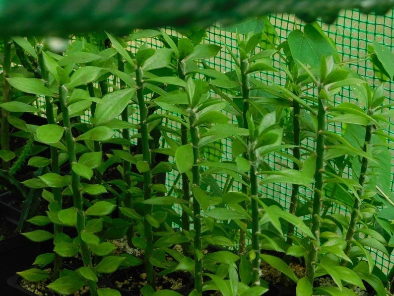 5x Pereskiopsis spathulata Grafting Stock Cactus Cuttings, 6" - Ideal for Grafting and Plant Propagation