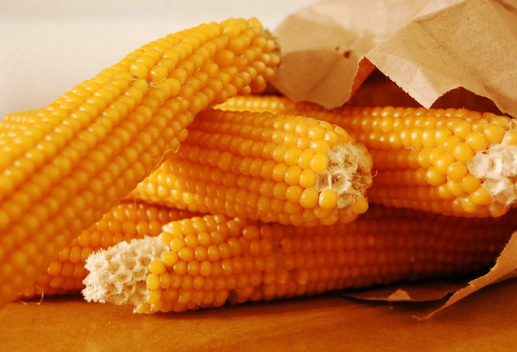 50 Seeds Popcorn Yellow Corn - Zea Mays Everta - GroCo#