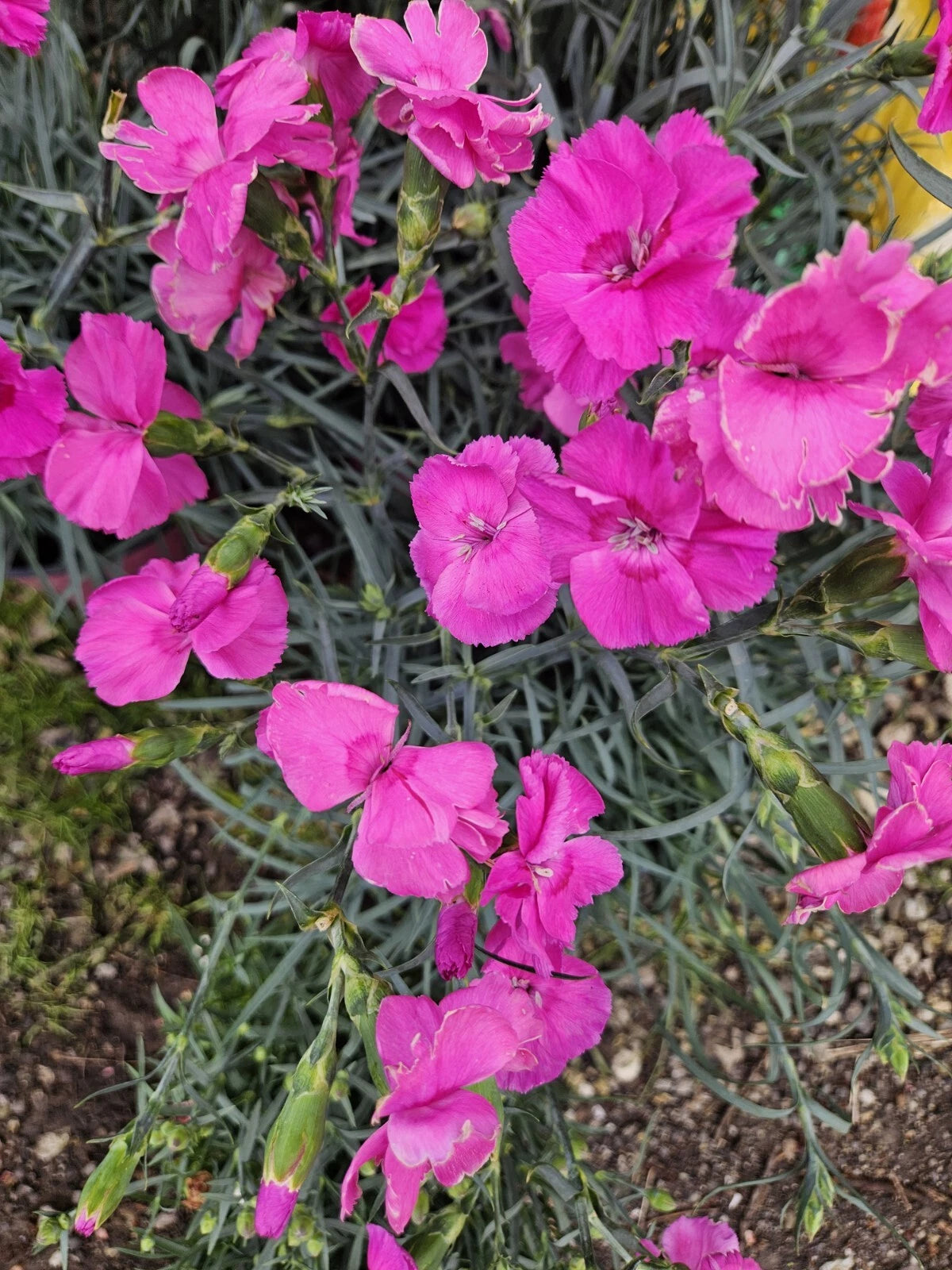 Bumbleberry Dianthus Perennial Plant - Bare Root - Red Pink Purple Blooms - Dianthus spp. - Garden Flowers for Outdoor Planting