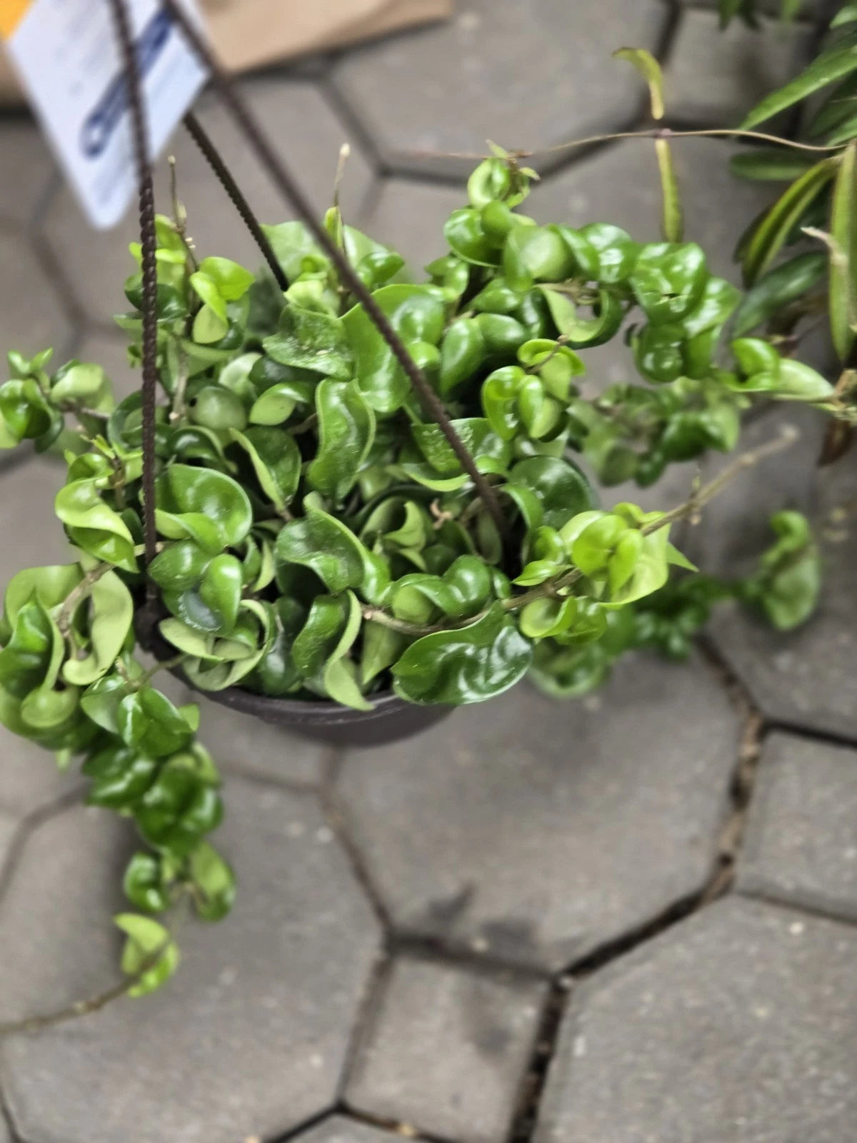 house plant hoya Hoya Hindu Rope Plant Cutting - Wax Plant, Hoya carnosa 'Compacta'