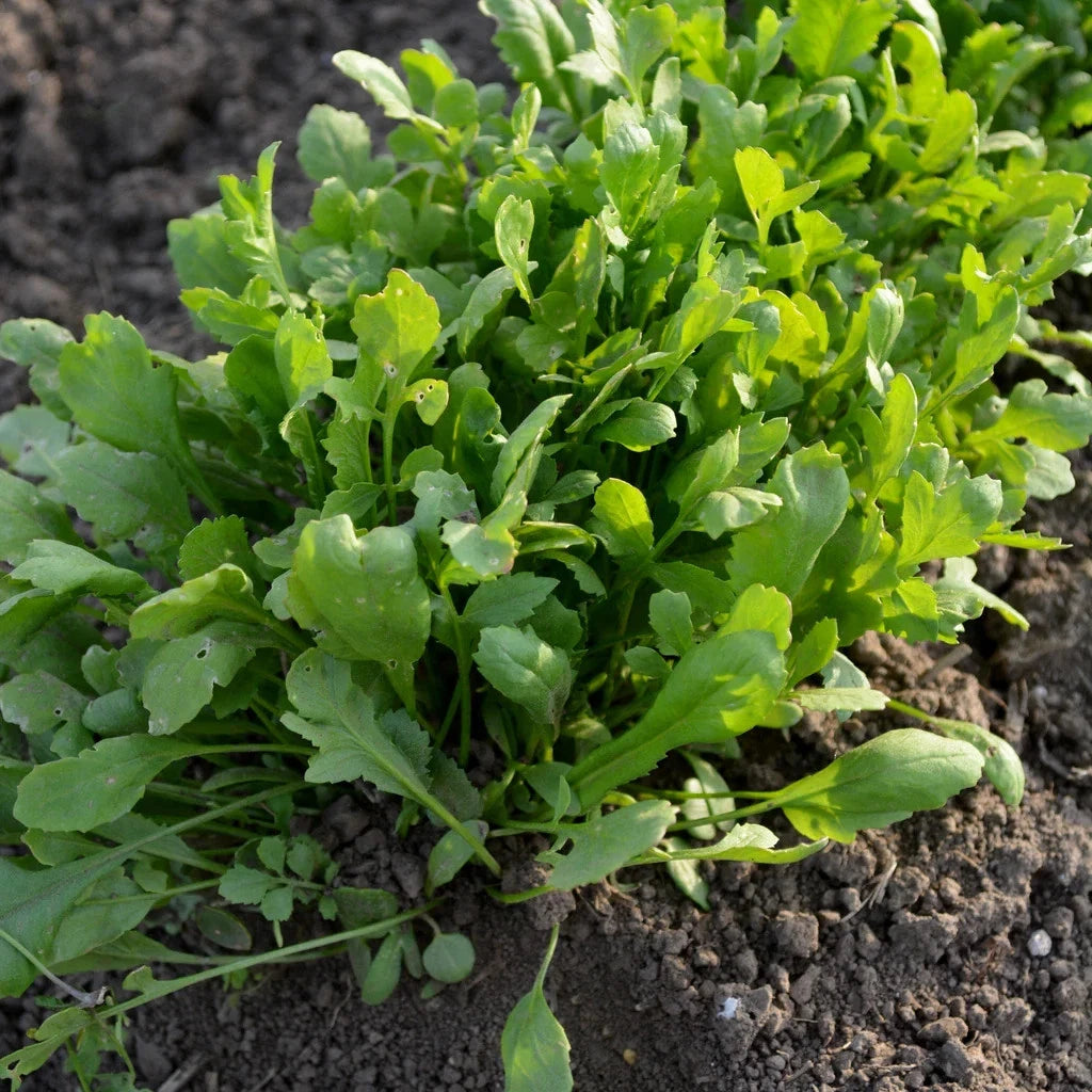 garden cress seeds in usa Curled Cress Seeds - 1000+ Count - Non-GMO Heirloom for 2025 Planting - Lepidium sativum