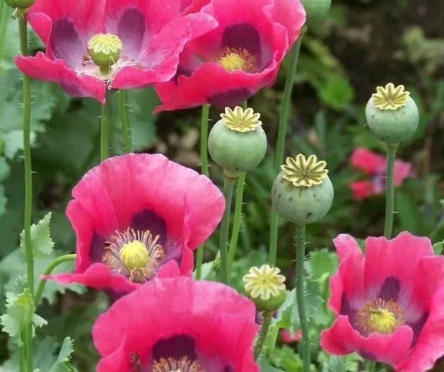 Exotic Poppy Seeds for Planting, 200 Seeds Packet, Easy to Grow, Papav –  Jayme Garden