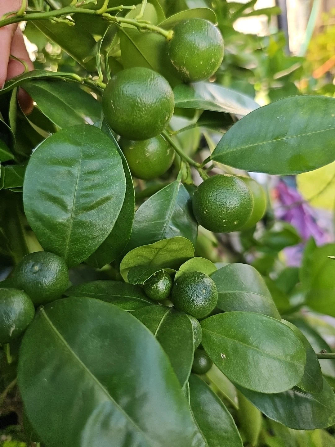 Calamansi Live Plant in Pot - Asian Calamansi Citrus microcarpa - Fresh Indoor/Outdoor Fruit Plant from USA πΊπΈ