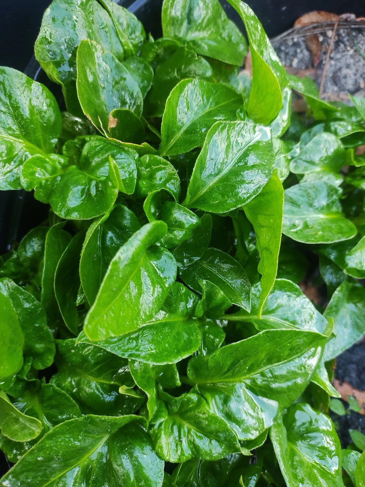Brazilian Spinach Cuttings - 4 Pack - Samba Lettuce - Sissoo Spinach (Alternanthera sissoo)