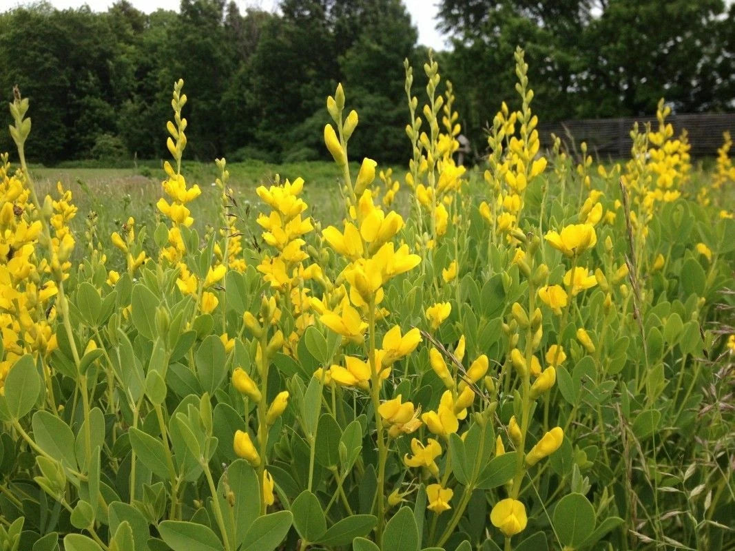 Yellow False Indigo Seeds 30 Count - Baptisia sphaerocarpa - Non-Stratified, Heirloom Plant Seeds for Gardening