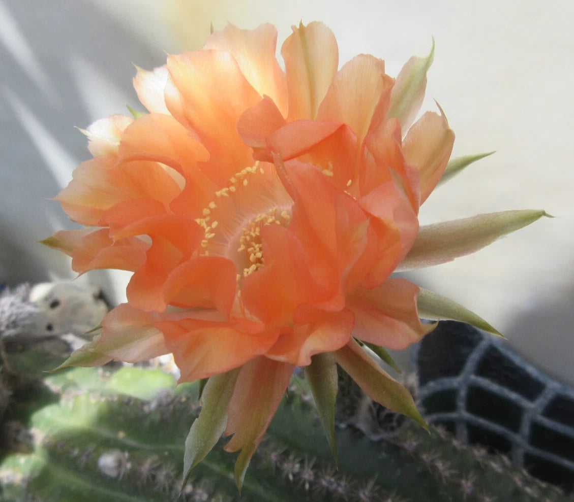 orange succulent plant Echinopsis 'Orange Paramount' Cactus Plant