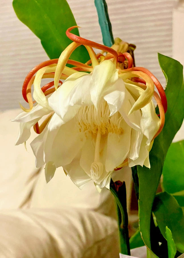 night blooming indoor plants Night Blooming Cereus Cactus Orchid