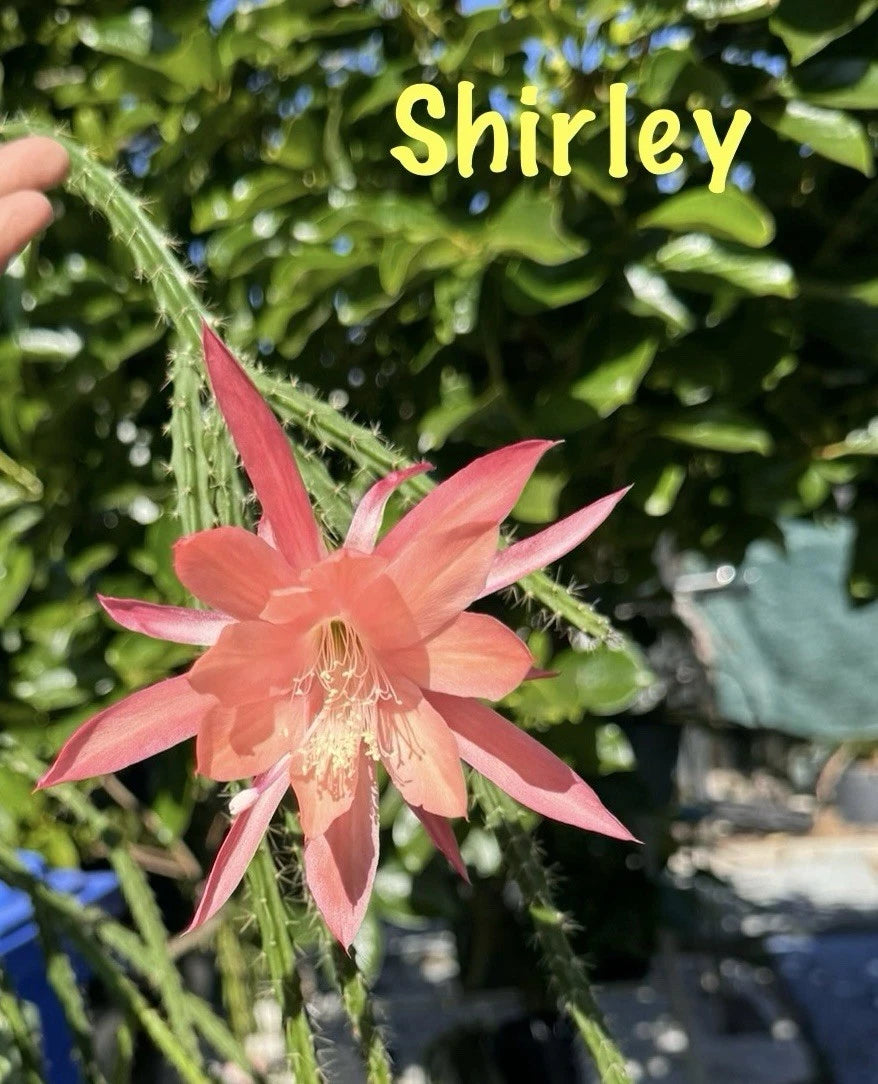 3 Shirley Aporocactus Succulents | Aporophyllum Cactus | Unique Greenhouse Plant