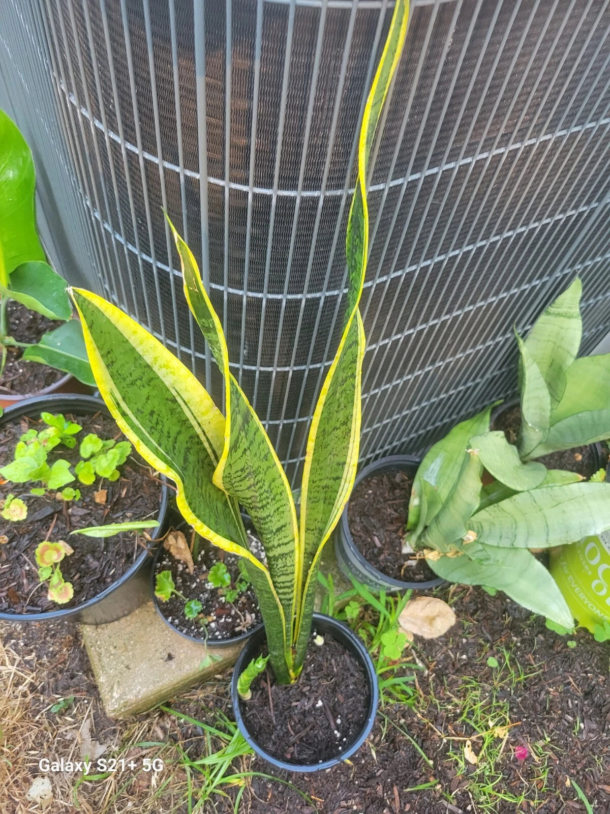 8" UNROOTED CUTTING Snake Plant Houseplant - Sansevieria - Air Purifier, Easy Care, Indoor Plant