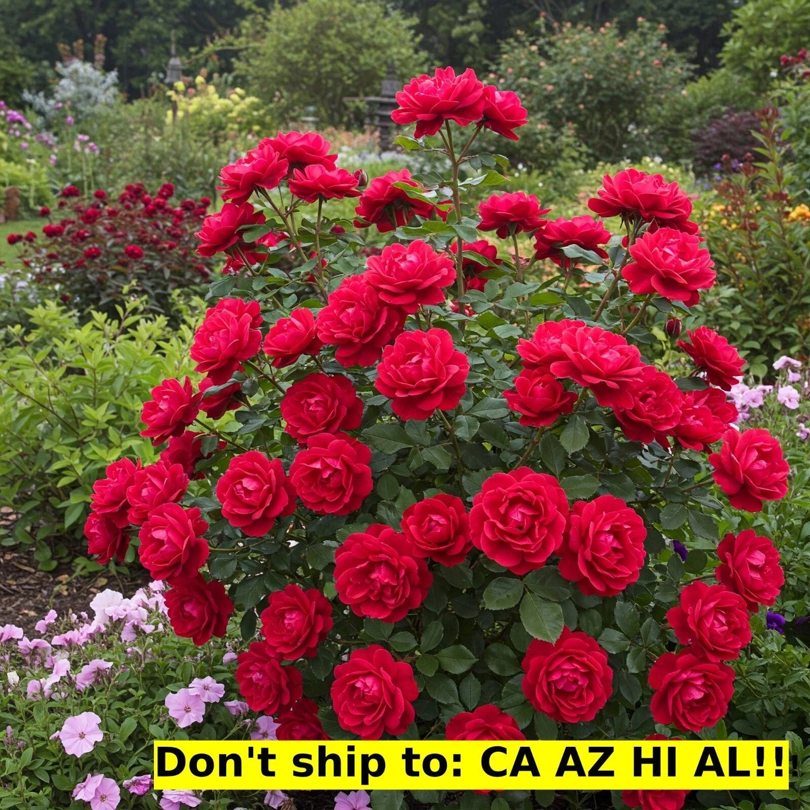 large plant pot for rose bush Red Drift Rose Bush 3 Gal Pot | Outdoor Flowering Live Plant | Perfect Gift