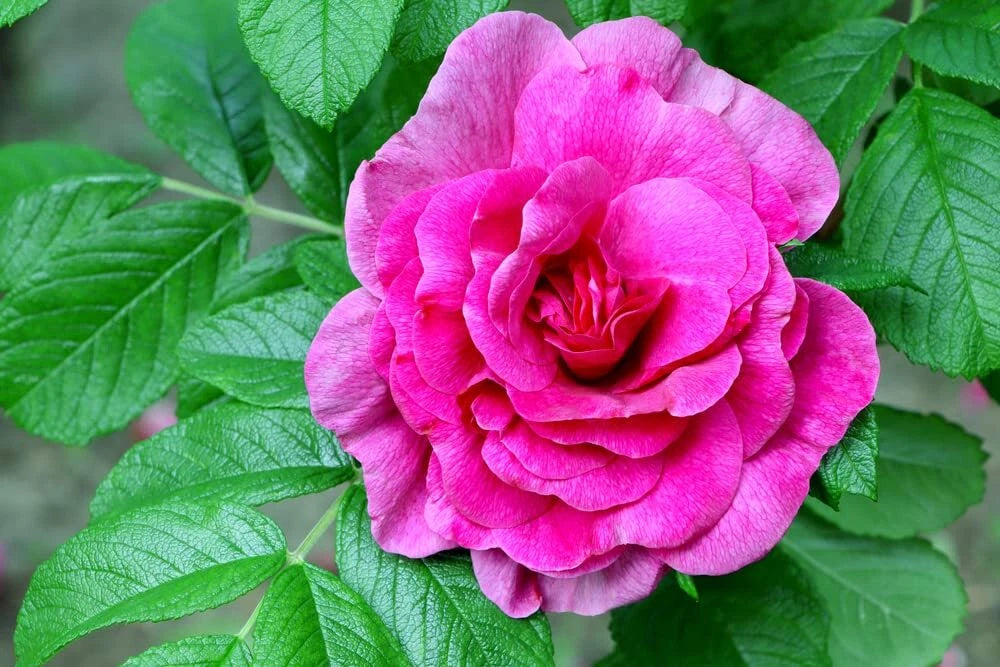 red rose bush seeds Rugosa Rose Bush Seeds (50 Seeds)