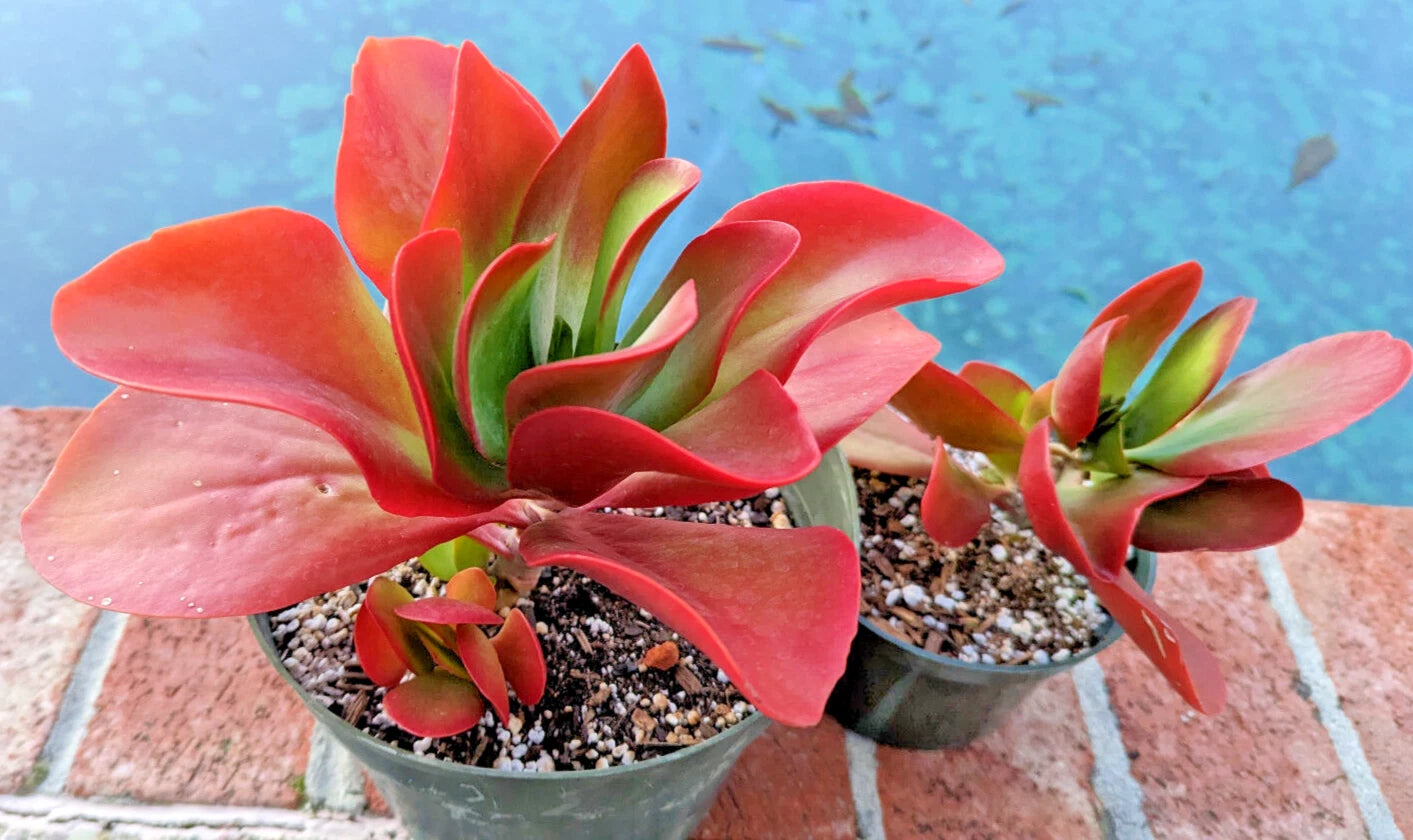 indoor kalanchoe succulents Kalanchoe 'Dragonfire' - Large 5" Bright Red Leaves Succulent Plant