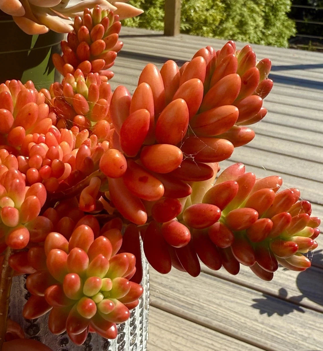 Sedum Rubrotinctum Aurora Pink Jelly Bean Variegated Live Succulent Cutting 