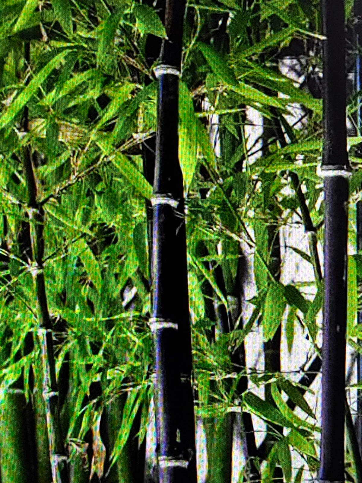 Black Bamboo Rhizomes - 2 Freshly Dug Bare Roots - Phyllostachys Nigra for Landscaping - Exotic Plant Starter