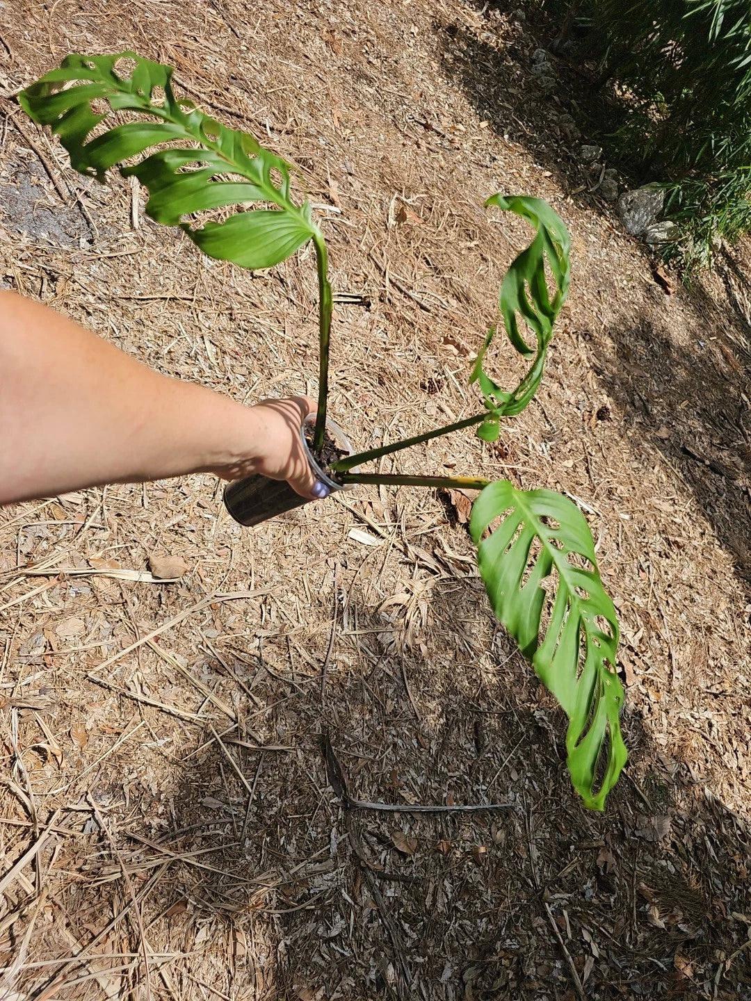 Monstera Adansonii Live Plant - Large Matured Top Cutting in 3