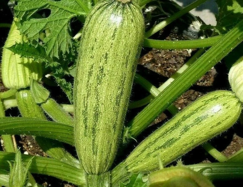 Caserta Zucchini Seeds - 20+ Squash Seeds for Cooking - Culinary Variety - Cucurbita pepo