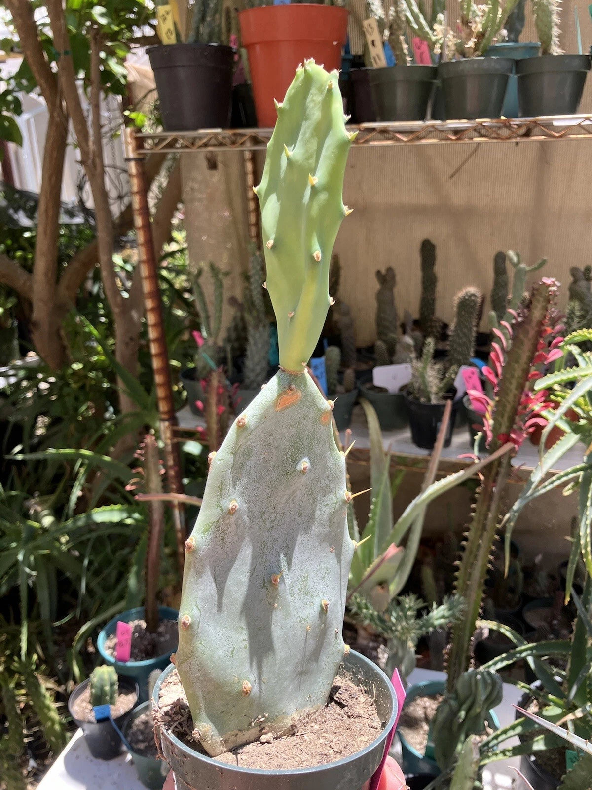 indoor prickly pear cactus Opuntia Hybrid Cartwheel Prickly Pear Cactus 10" Tall