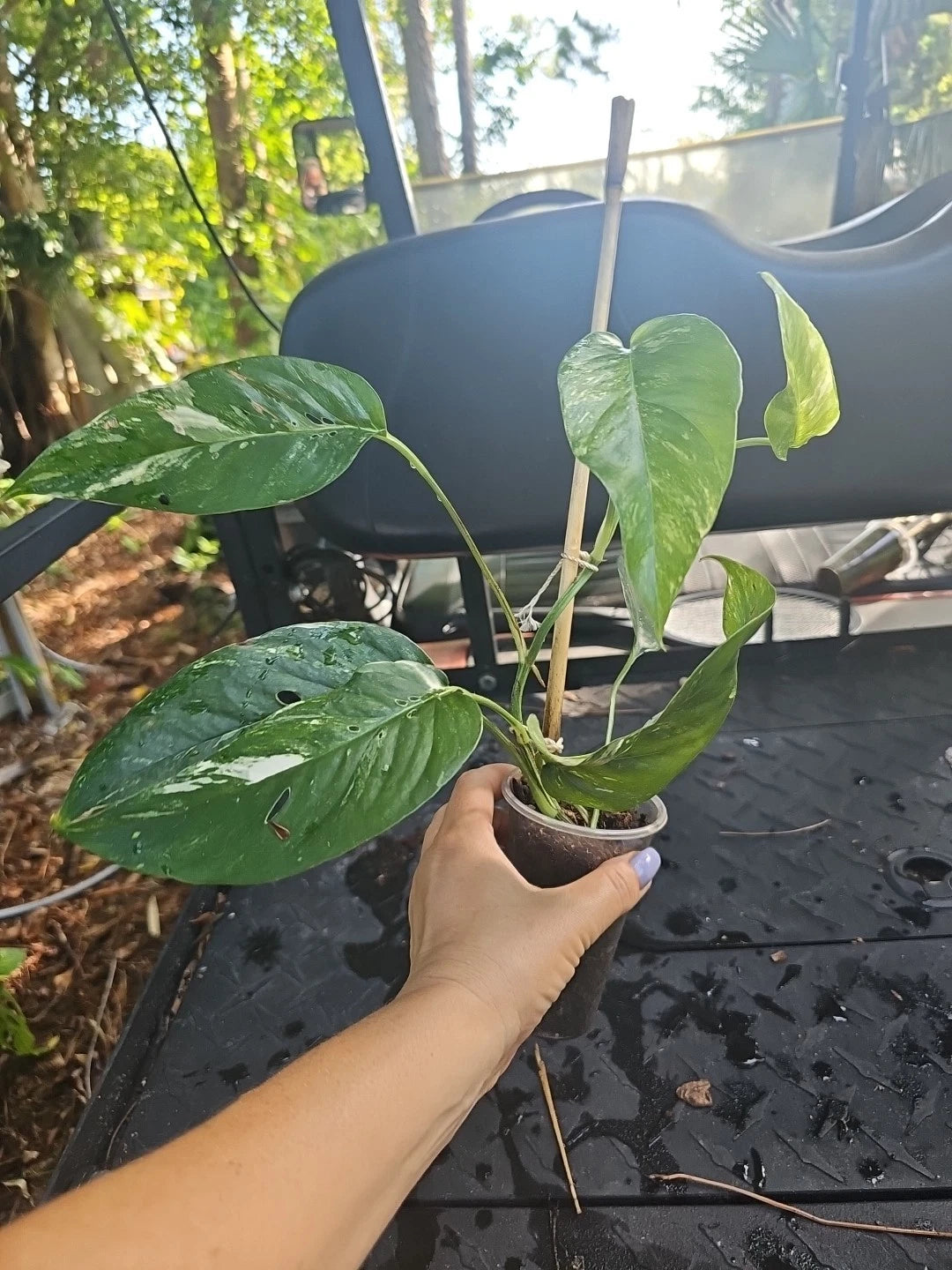 house plant 7 leaves Epipremnum Pinnatum Albo Variegated Plant