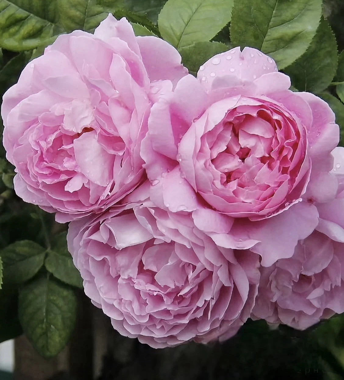 AusMary Rose Plant Unrooted Cuttings 3 Fresh Cuttings 6” Long Rosa 'AusMary'