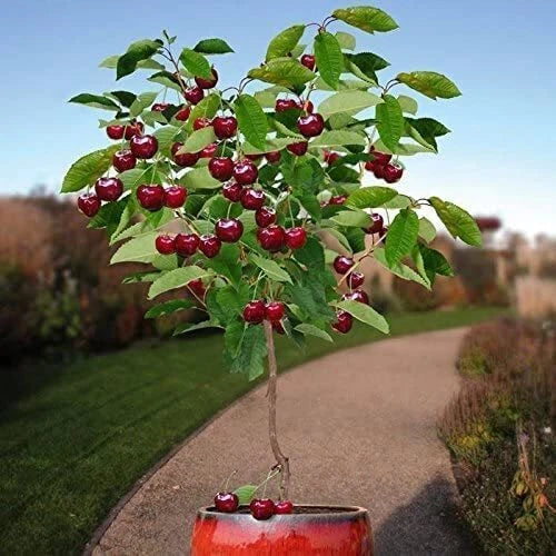 30 Bonsai Dwarf Cherry Tree Seeds | Indoor/Outdoor Fruit Tree | Prunus serrulata | USA Grown