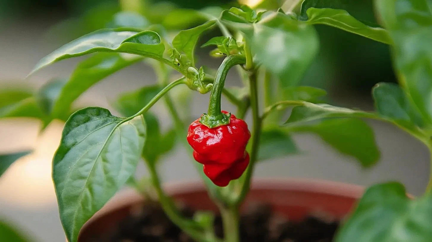 10 Dragon’s Breath Pepper Seeds – 2.48 Million Scoville – Extremely Hot Capsicum chinense Super Hot Chili Variety