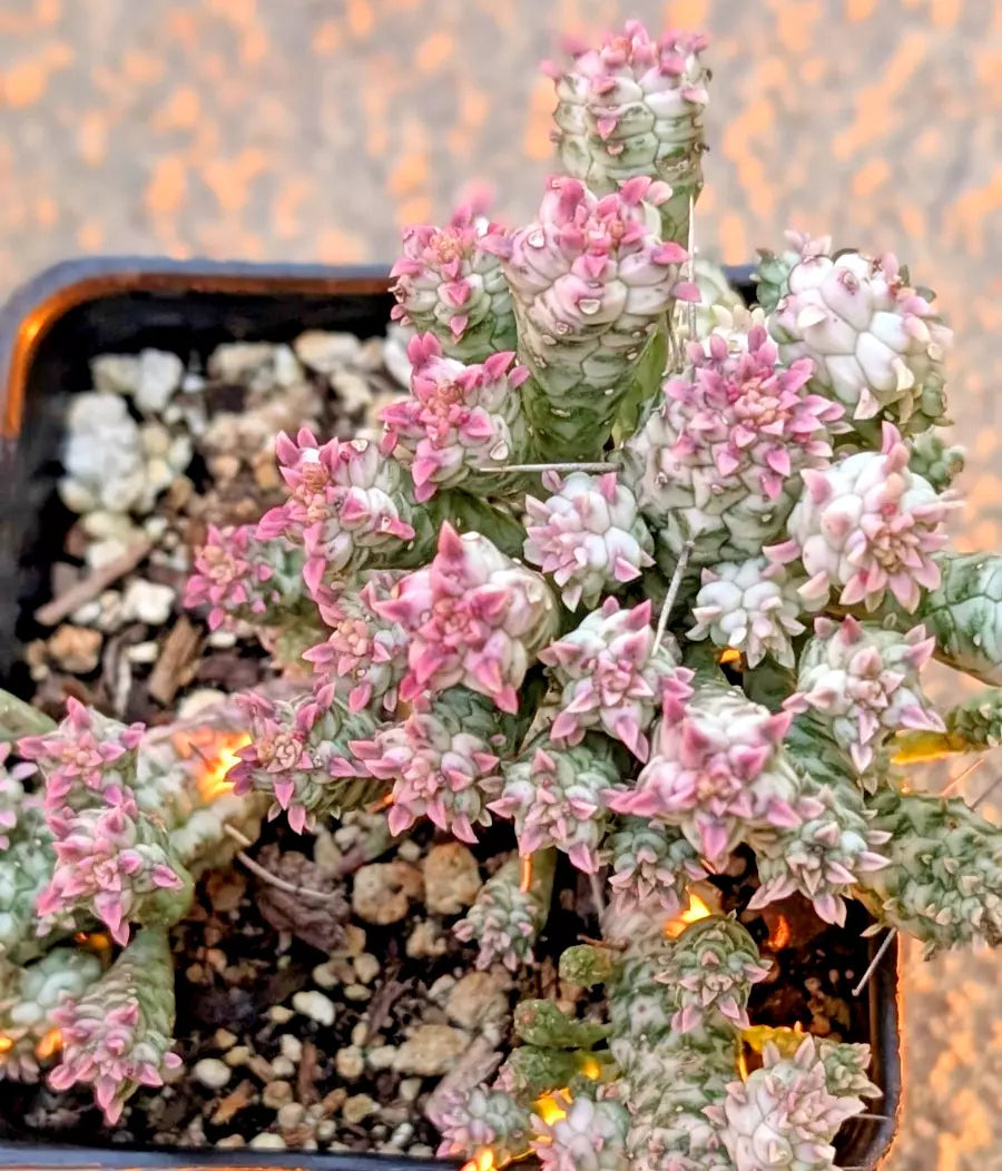 Rare Pink Euphorbia Mammillaris Variegata - 2