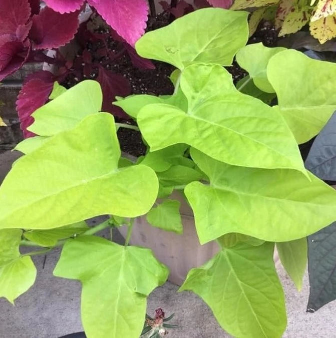 Sweet Potato Vine Live Plant – Green Fast-Growing Ornamental Vine – Ipomoea batatas, 1 Pot