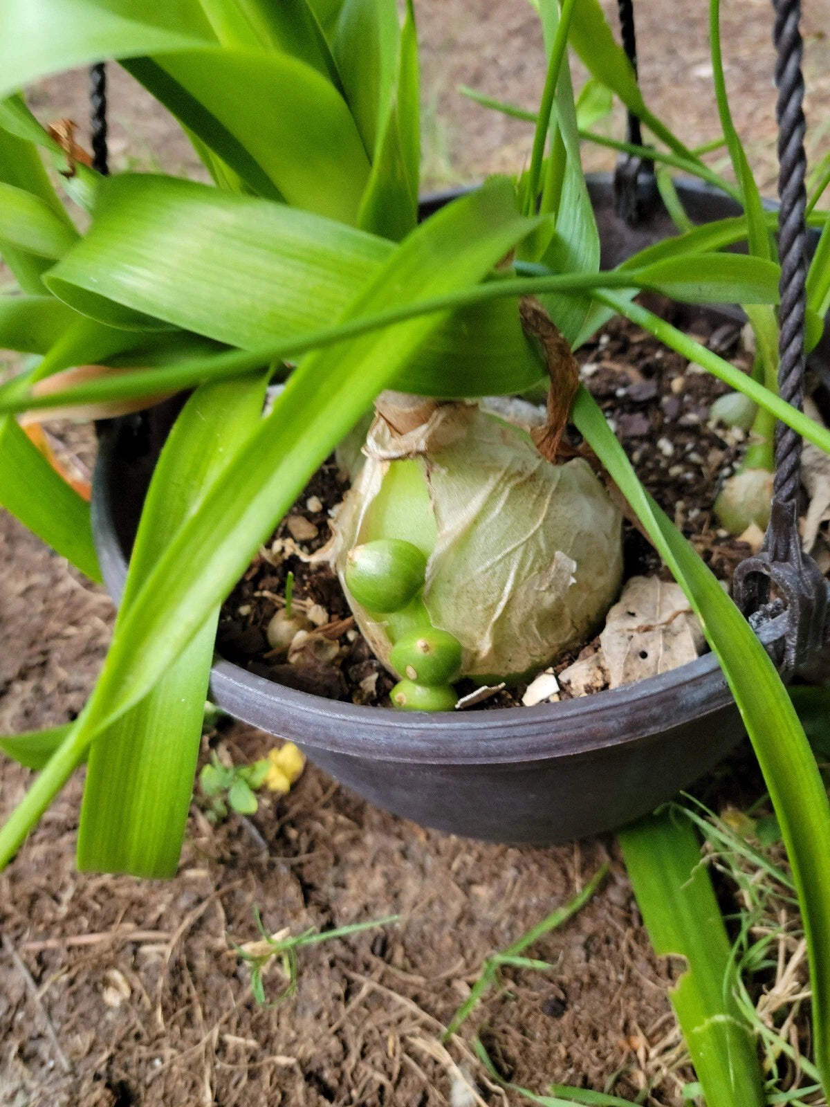 onion house plant Pregnant Onion Plant - Long Life Cebolla de la Prosperidad
