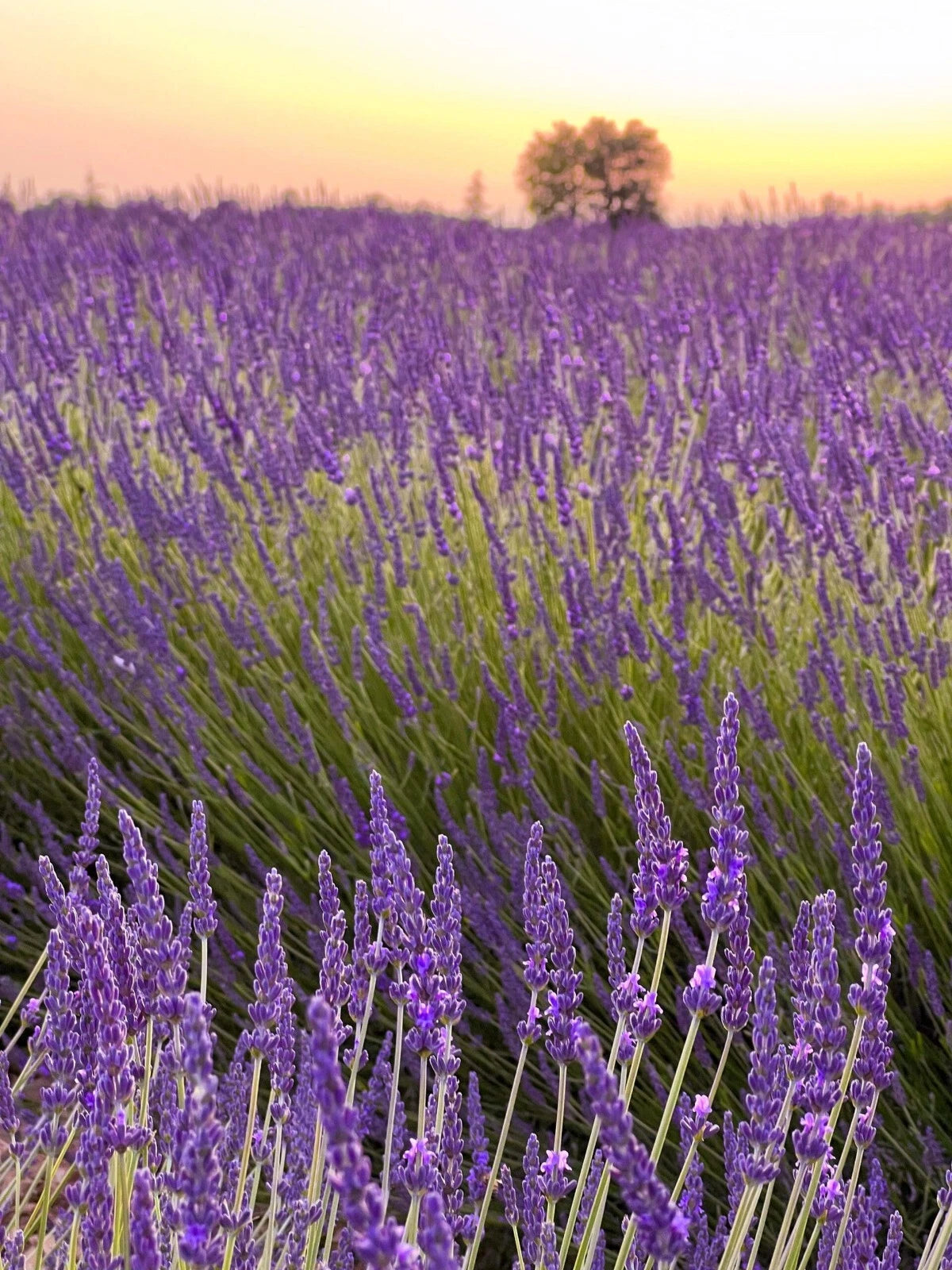 live lavender plants Provence Lavender Plants Set of 2 – Live Rooted Herbs – Fragrant – Shi – Jayme Garden