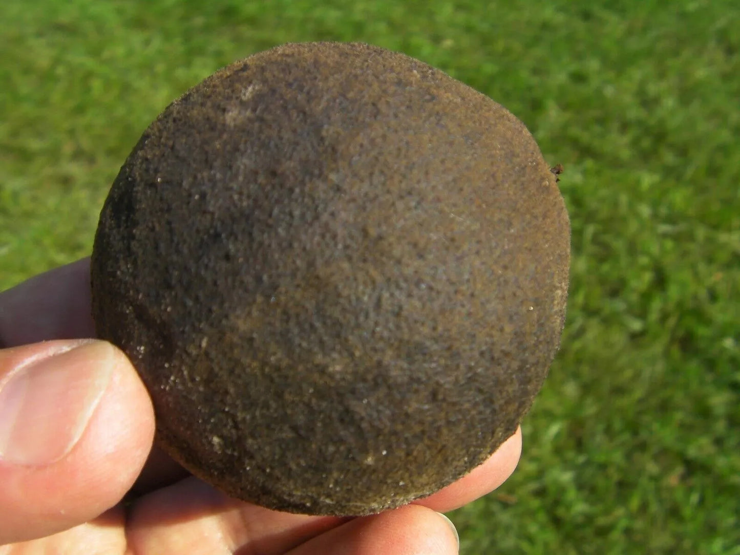 30 Black Walnut Seeds, Organic, Anti-Parasitic, Juglans Nigra