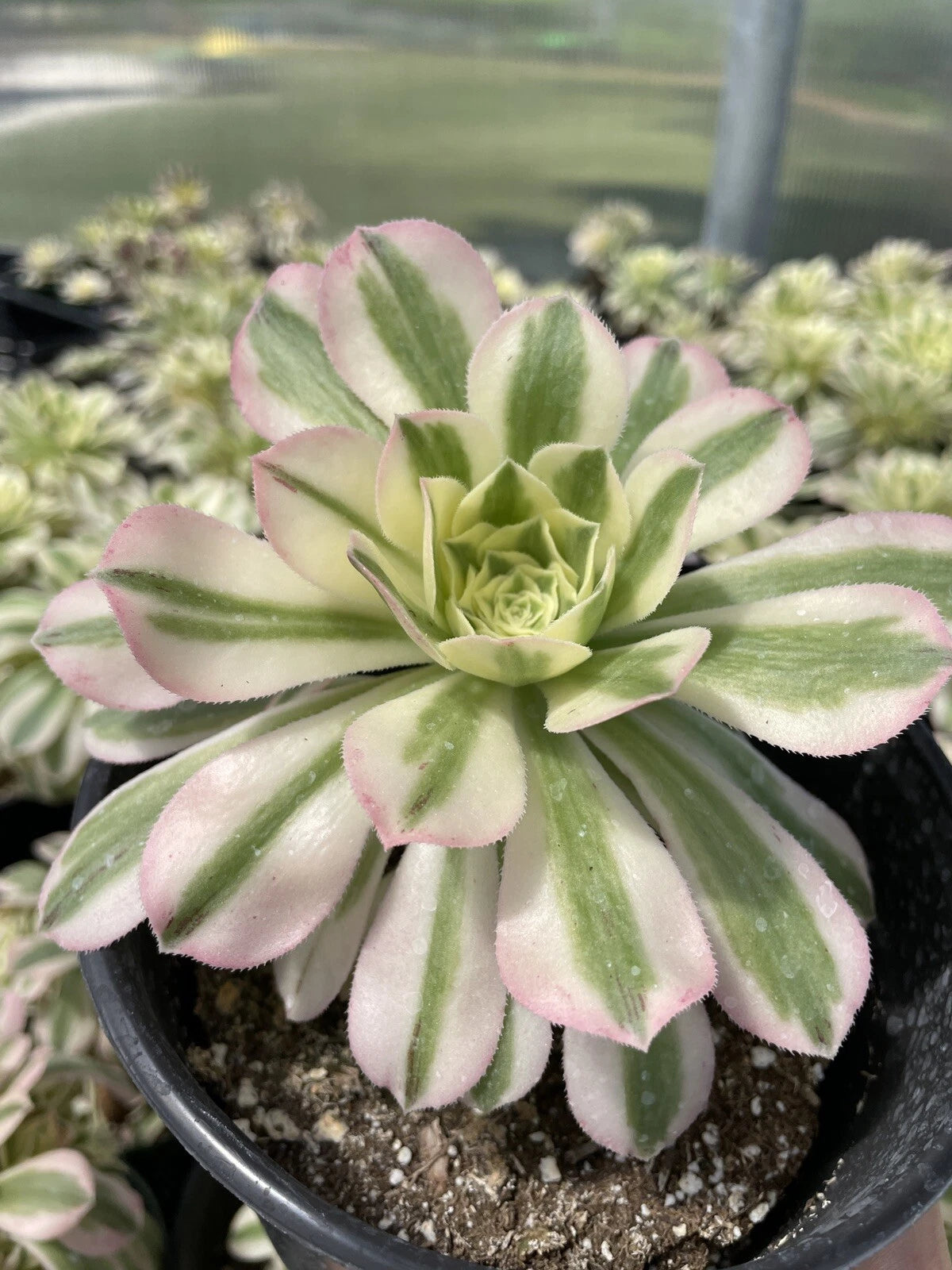earl may succulents Live Succulents - 3.5” Aeonium Variegated Maybach Cutting