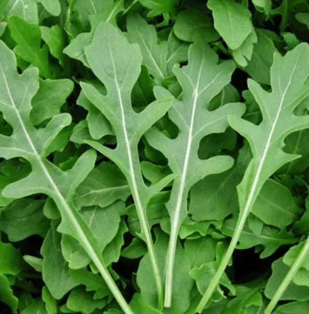 Rocket Arugula Microgreens Seeds - 500 Non-GMO Cool Season Salad Herb - Spicy Flavor (Eruca sativa)