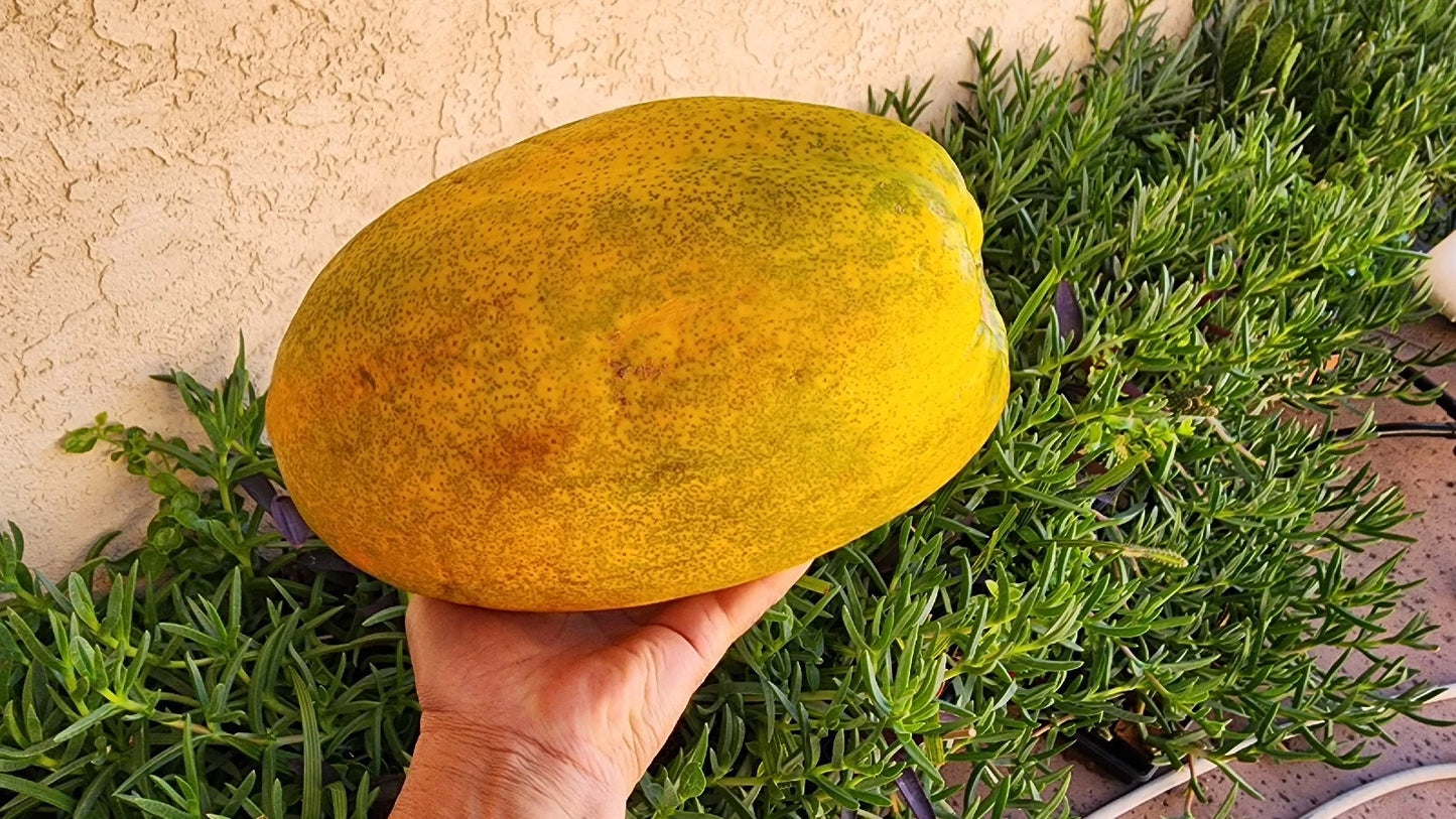Papaya Fruit Tree Seeds - 100 Pack - Non-GMO, Organic - Carica papaya