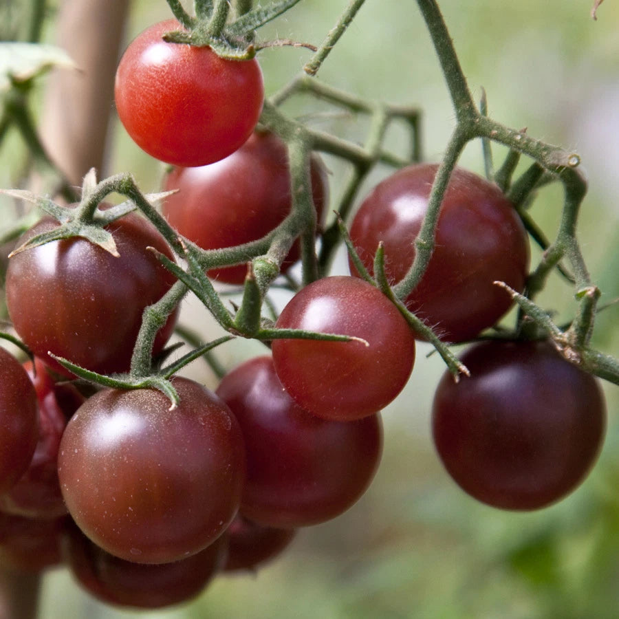 Chocolate Cherry Tomato Seeds - Fancy Variety - Rich Tangy Flavor - Solanum lycopersicum