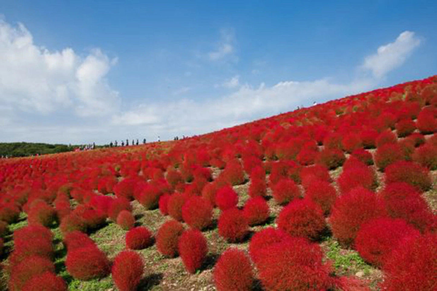 Burning Bush Seeds 50+ - Kochia Trichophylla - Red Bush for Patio Containers or Hedge