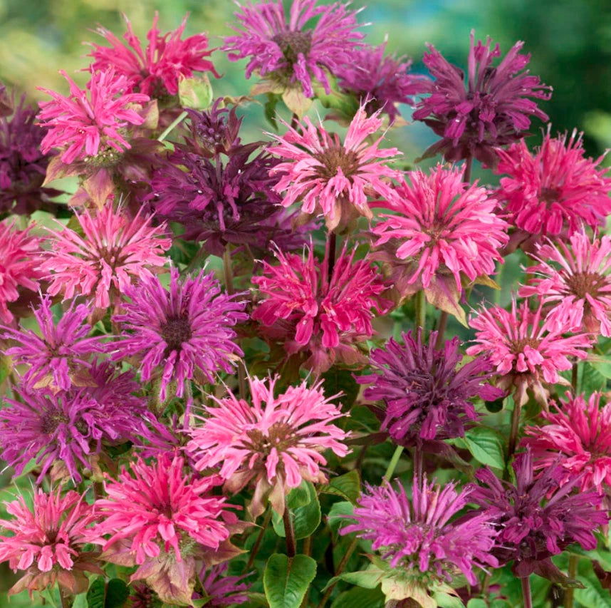 Bee Balm Seeds - Mixed Colors Perennial - Monarda Didyma - Non-GMO - Attracts Hummingbirds - 90 Seeds