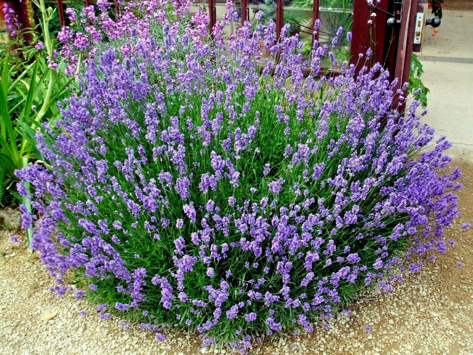Organic Lavender Seeds - 301+ True English Variety - Aromatic Herb for  Oils, Fragrance, Fresh Dried, Repellent