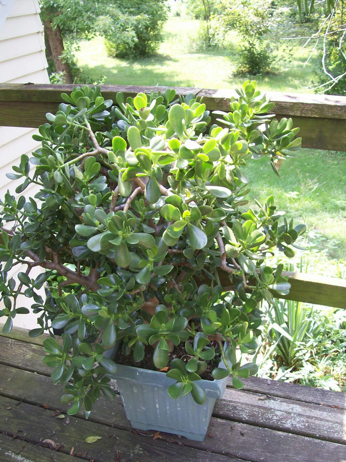 Jade Plant Starters 4-6" Rooted Cuttings Crassula ovata Easy Care Indoor Houseplant